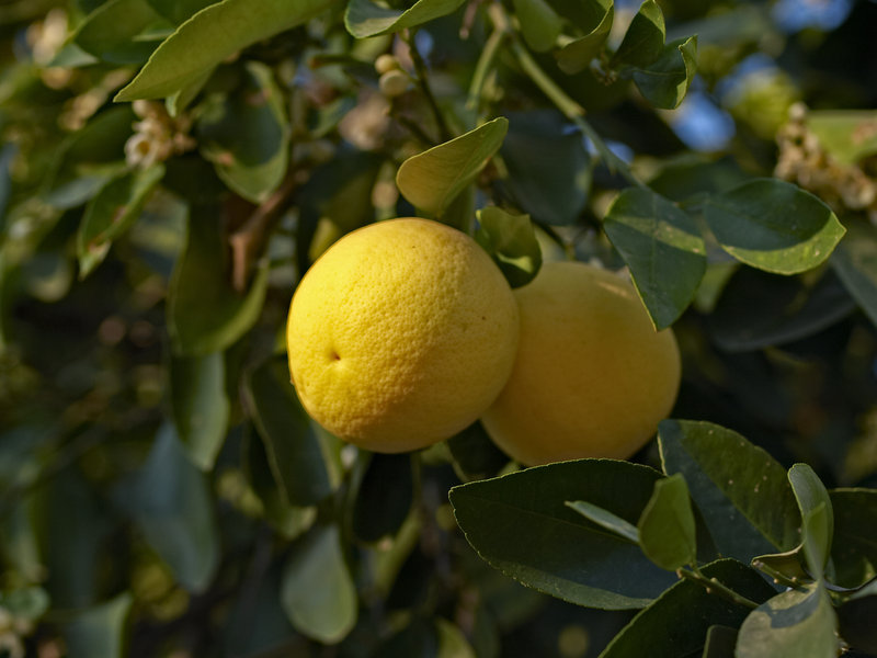 Lemon, Okonjima
